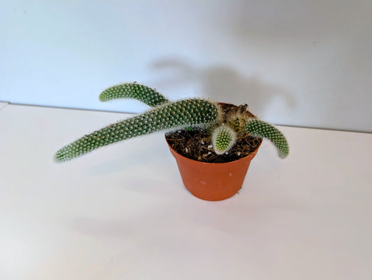 Monkey Tail Cactus Hildewintera Colademonis 11cm
