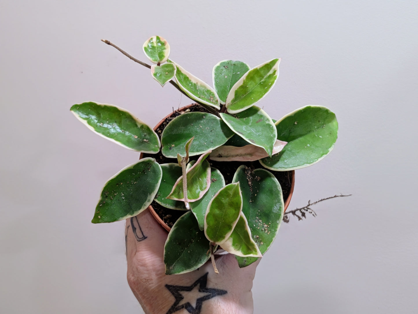 Hoya carnosa Krimson Queen 12cm
