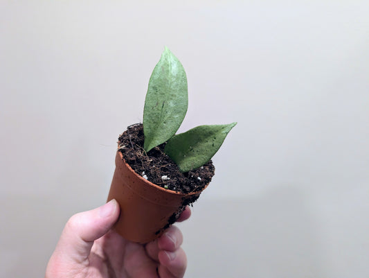 Hoya New Guinea Ghost 6cm