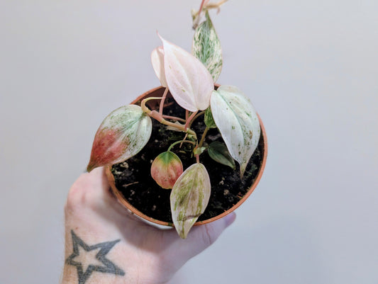Philodendron Florida Micans Variegated Pink 10.5cm