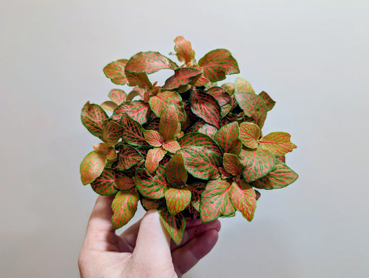 Fittonia Mosaic Skeleton 12cm