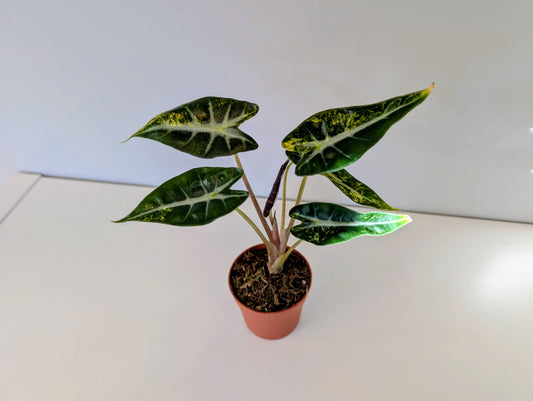 Alocasia Bambino Aurea 7cm