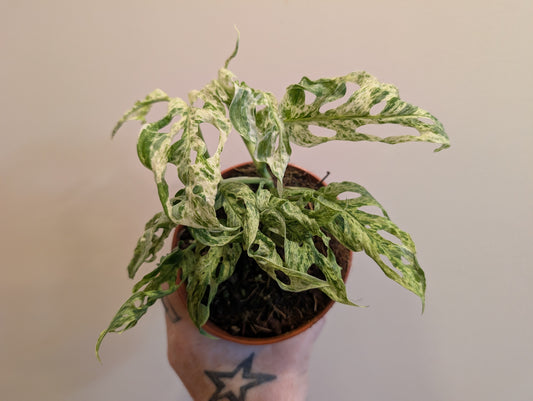 Monstera Frozen Freckles 12cm Pre Order