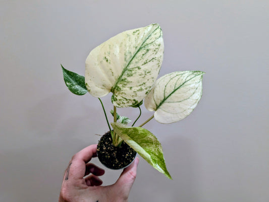 Monstera deliciosa Mint Variegated 6cm Grade B Pre Order