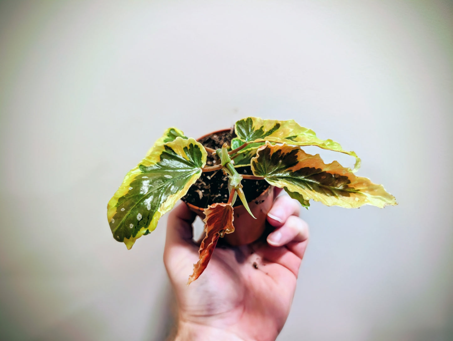 Begonia Dainty Spray Sport Variegated 8cm