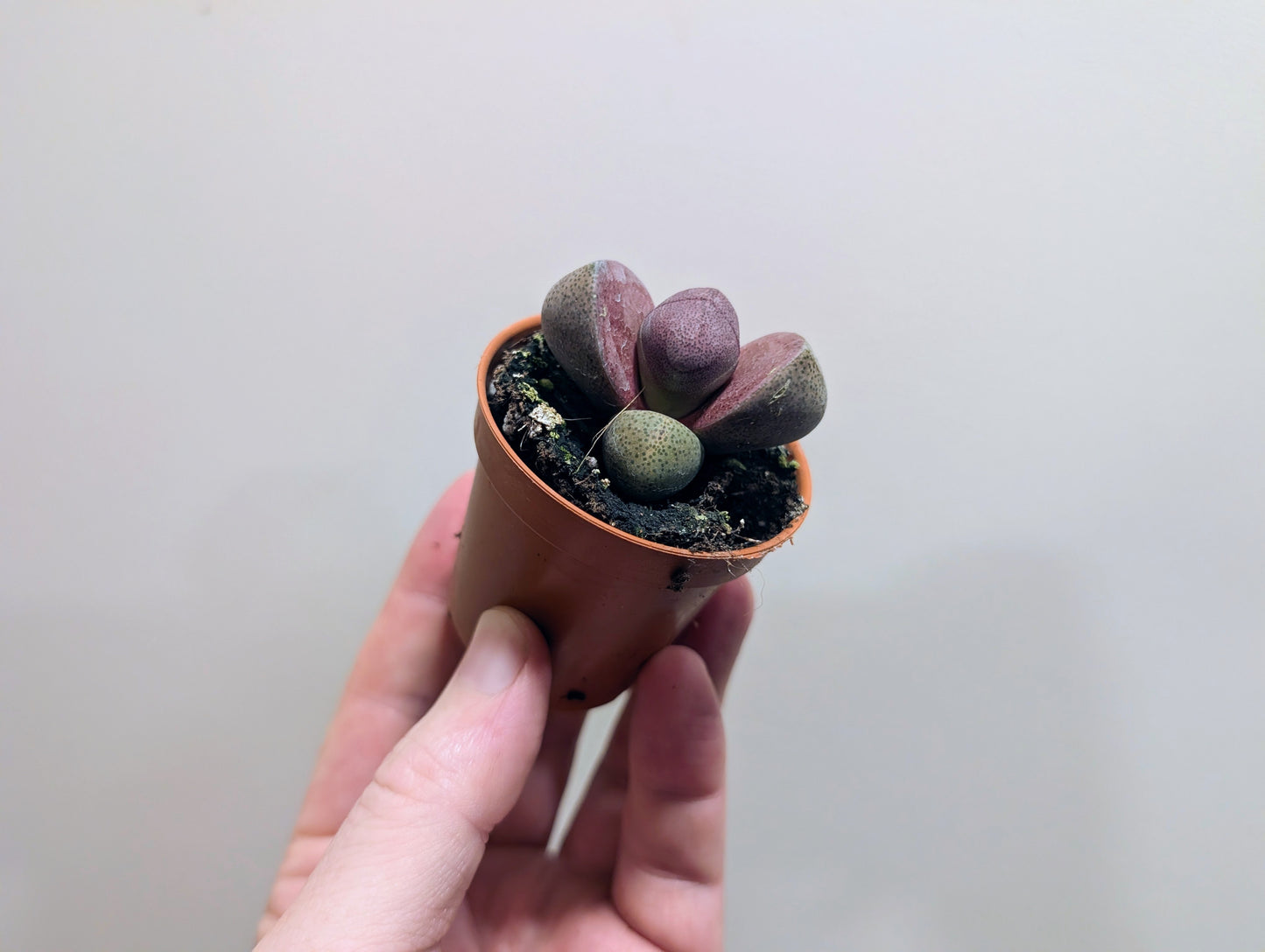 Lithops Decorum Pleiospilos Nelii Rubra 5.5cm