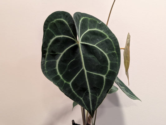 Anthurium clarinervium 12cm