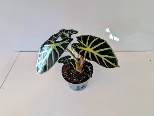 Alocasia Balloon Heart 12cm