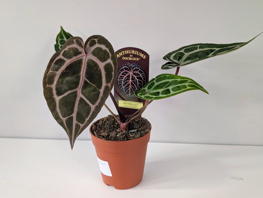 Anthurium Doc Block Michelle 9cm