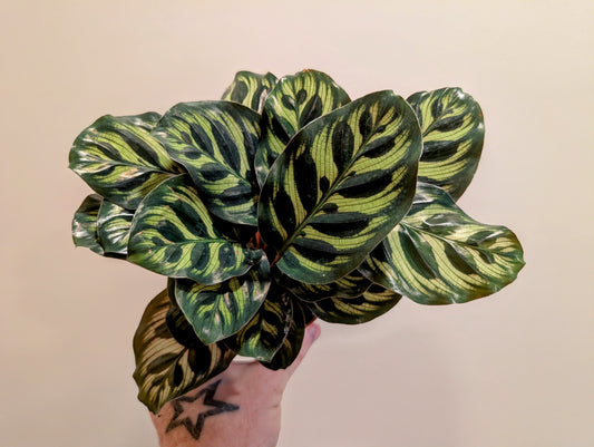 Calathea makoyana 9cm