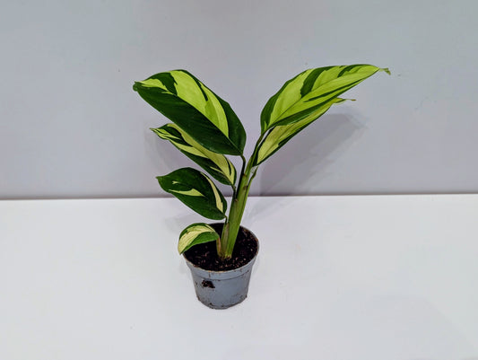 Ctenanthe pilosa Golden Mosaic 6cm