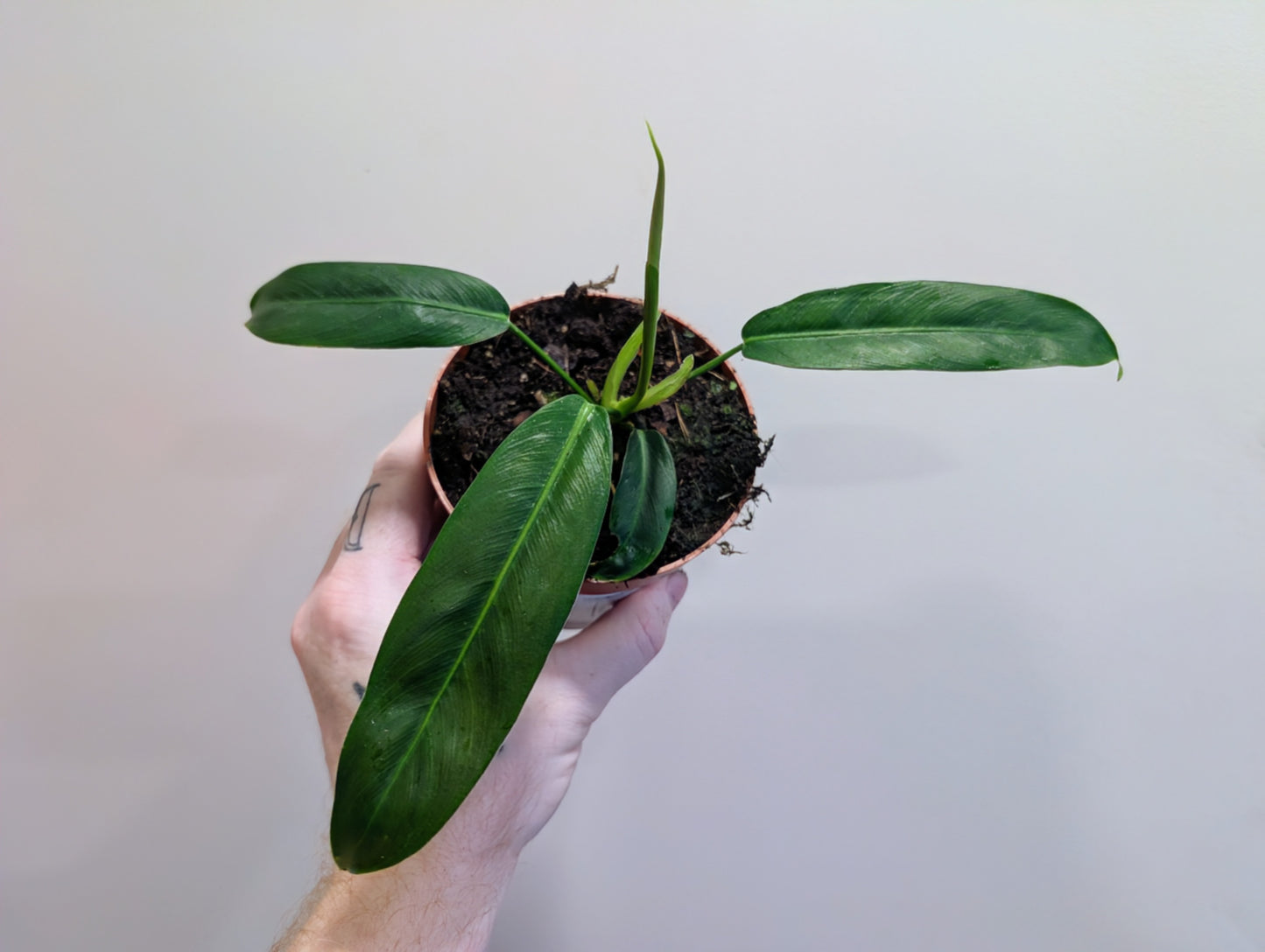 Philodendron Patriciae 10.5cm