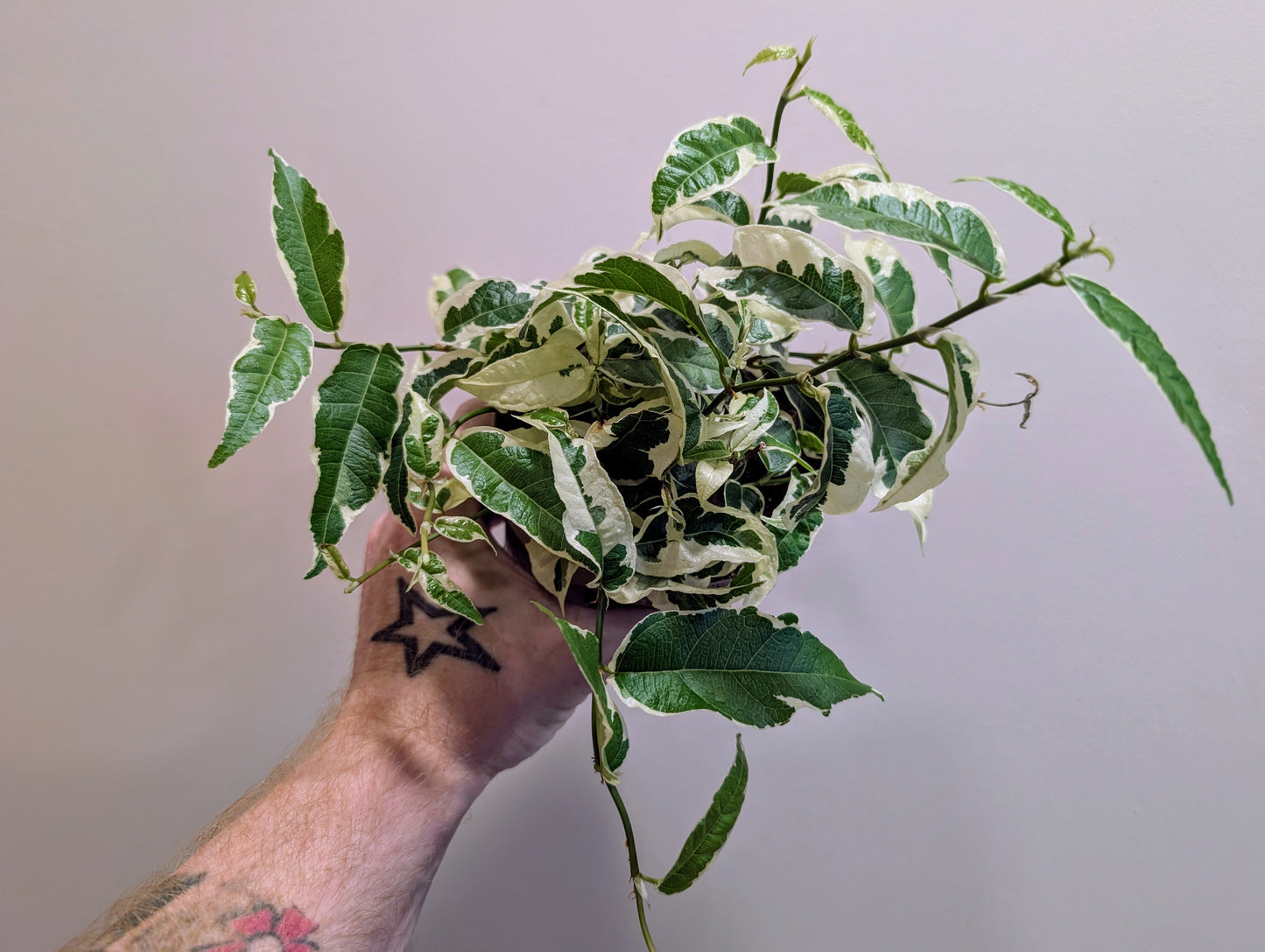 Ficus Sagittata White 12cm