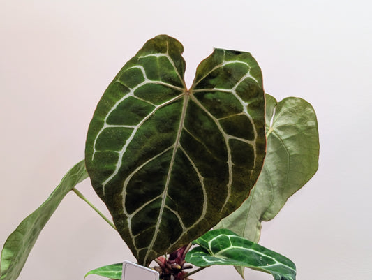 Anthurium Crystallinum 12cm