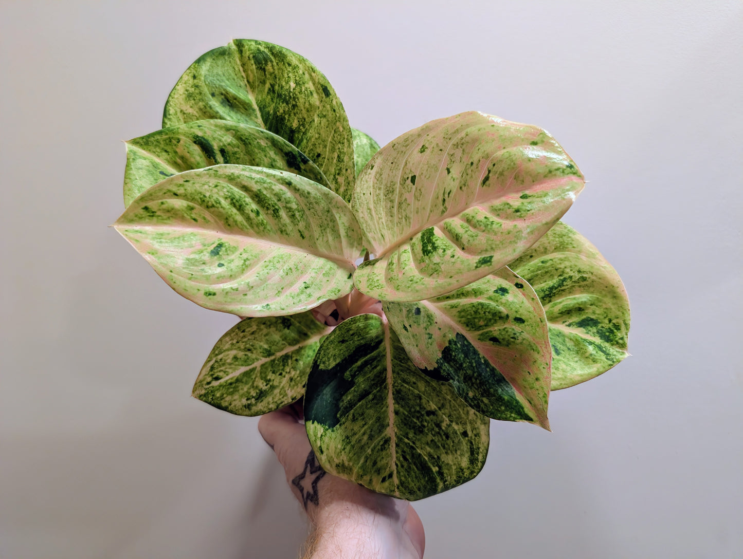 Aglaonema Apple Fantasy 12cm