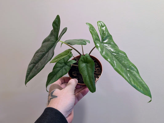 Alocasia heterophylla corazon 10.5cm