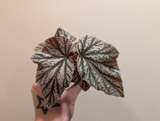 Begonia Pink Mix 8cm