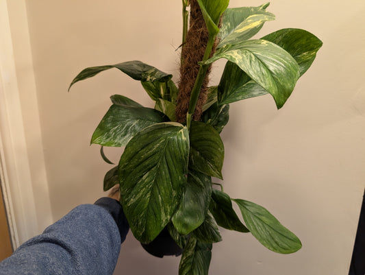 Monstera Lechleriana Variegata 17cm