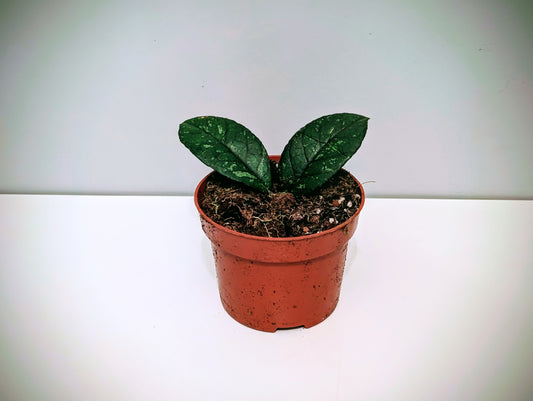 Hoya Crassipetiolata Splash 10.5cm