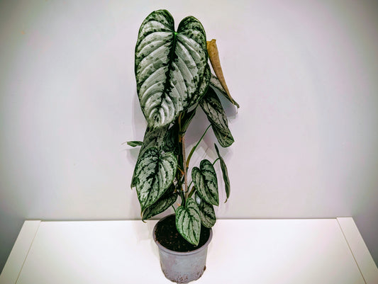 Philodendron Brandtianum 12cm
