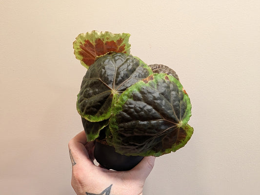 Begonia Dongoranensis 10.5cm