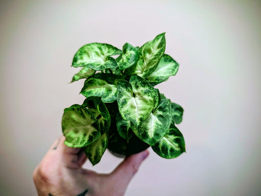 Syngonium Pixie 7cm