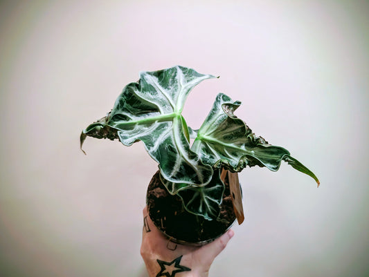 Alocasia Loco 14cm