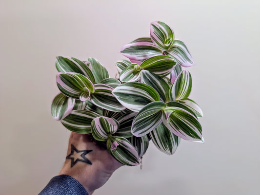 Tradescantia 12cm
