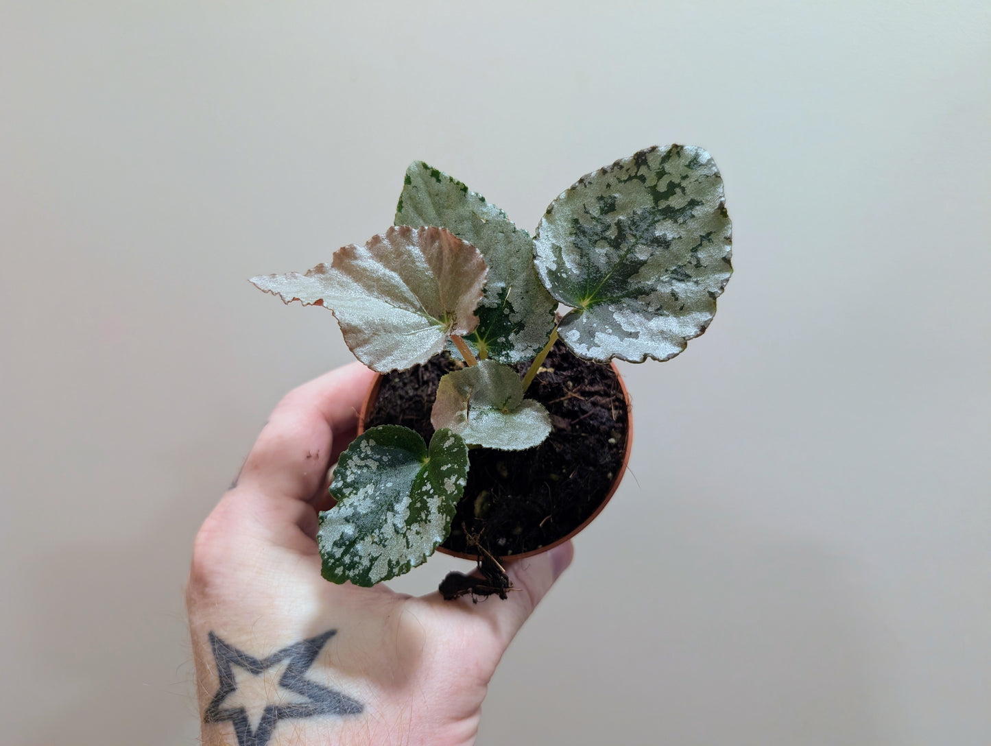 Begonia Grey Earl 7cm