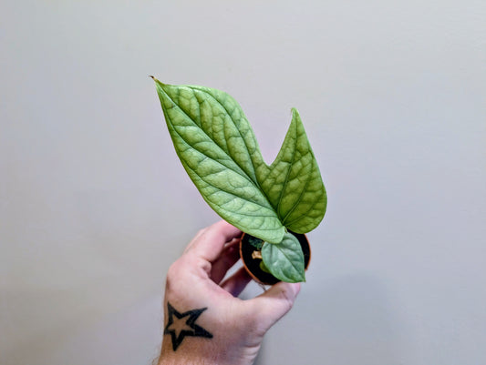 Monstera Amydrium Medium Silver 6cm