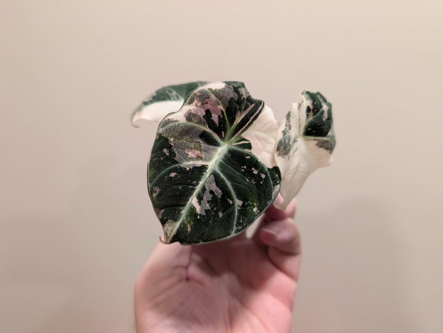 Alocasia Black Velvet Pink Variegated 6cm