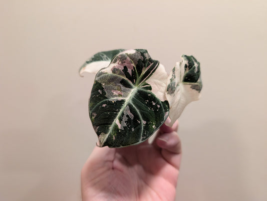 Alocasia Black Velvet Pink Variegated 6cm