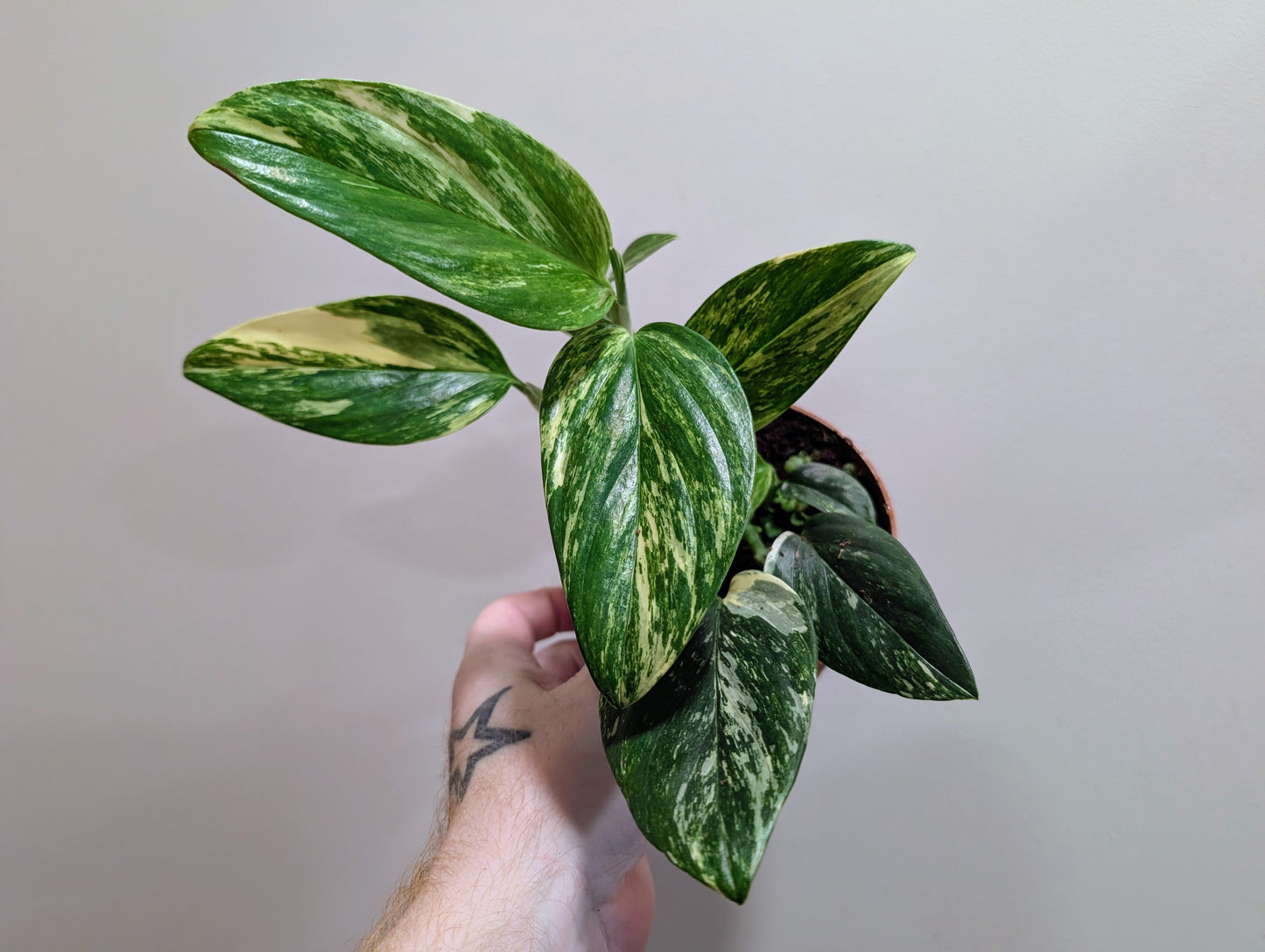 Monstera Standleyana Variegated 12cm