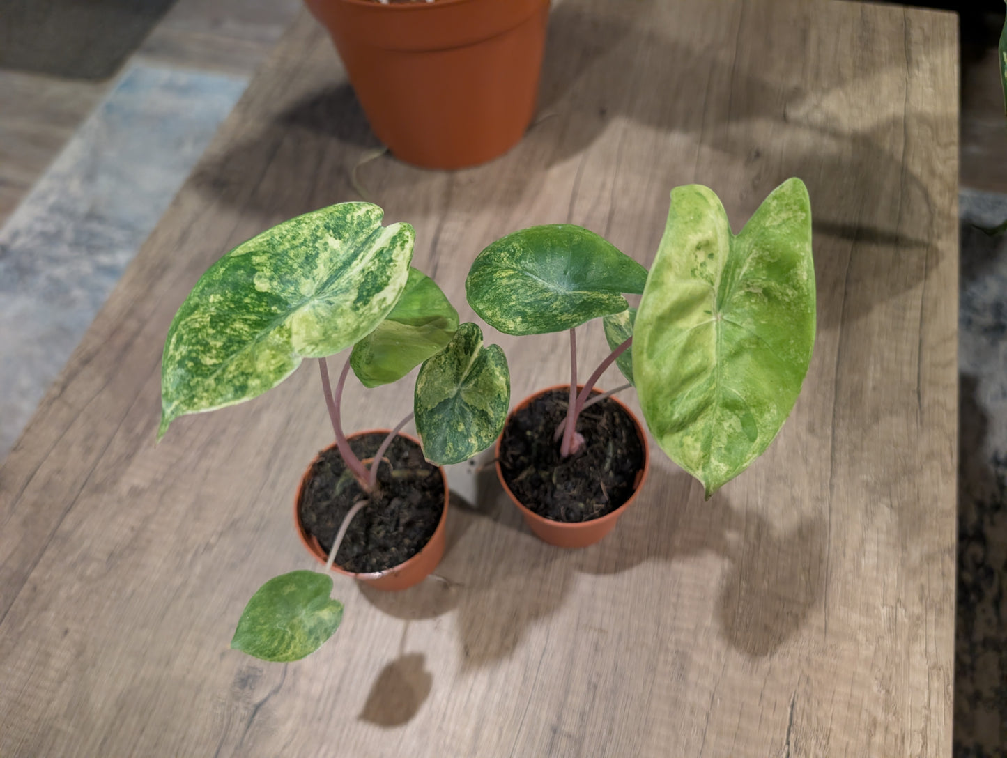 Pink Dragon Variegated 7cm