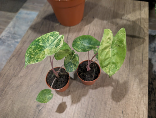 Pink Dragon Variegated 7cm