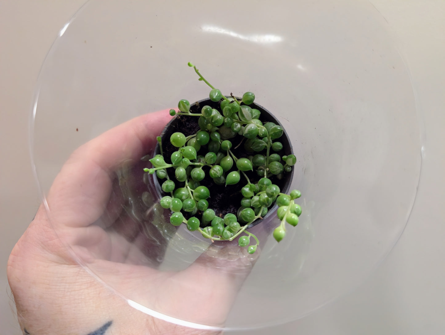 Variegated String of Pearls - Senecio Rowleyanus Variegated 6cm