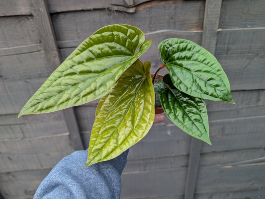Anthurium radicans luxurians 9cm