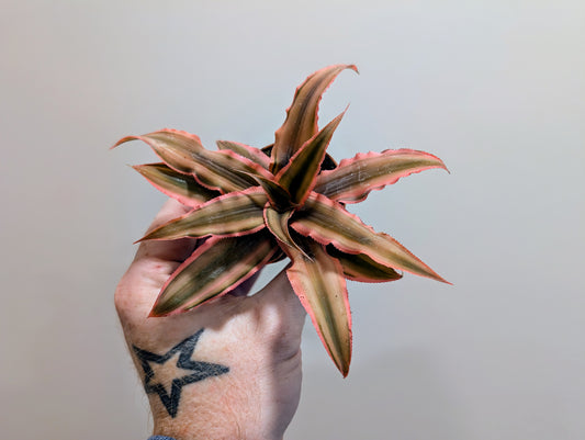 Cryptanthus bivittatus Pink Starlight 5cm