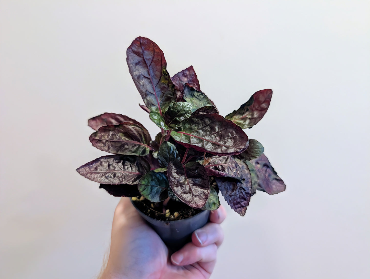 hemigraphis crispy red flame 8.5cm