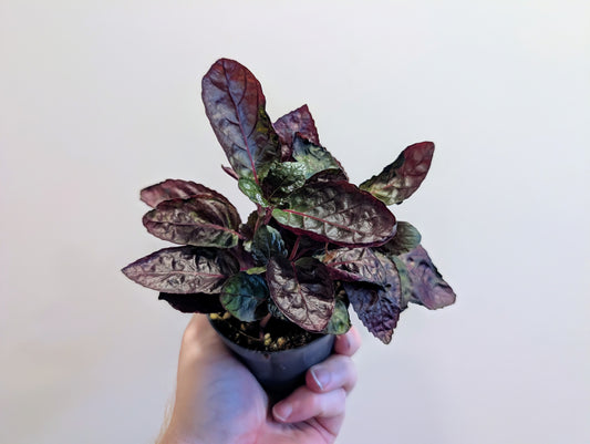hemigraphis crispy red flame 8.5cm