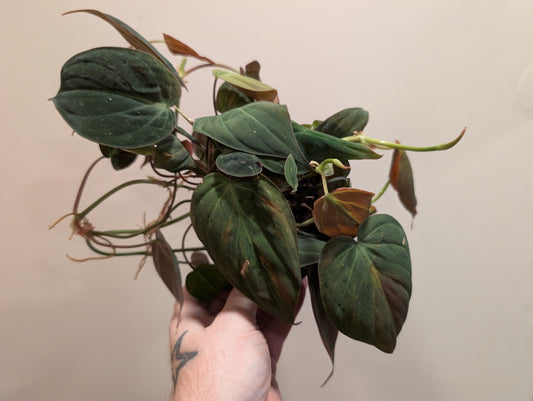 Philodendron scandens Micans 12cm