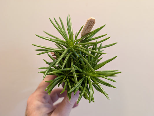Senecio archeri Himalaya 5.5cm