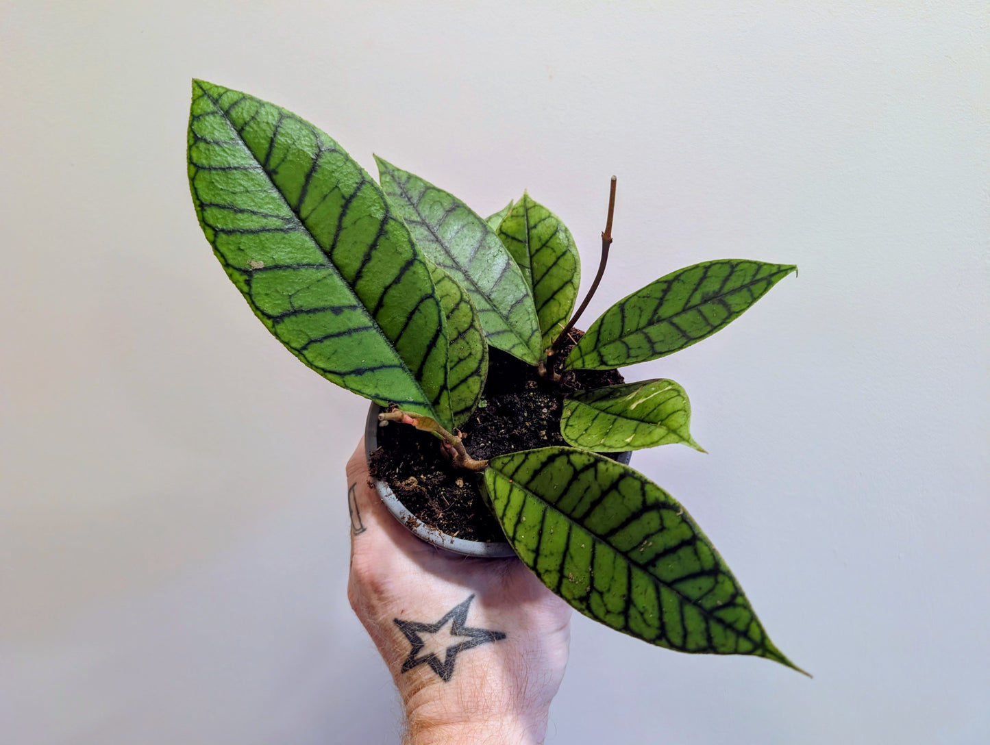 Hoya Callistophylla 12cm