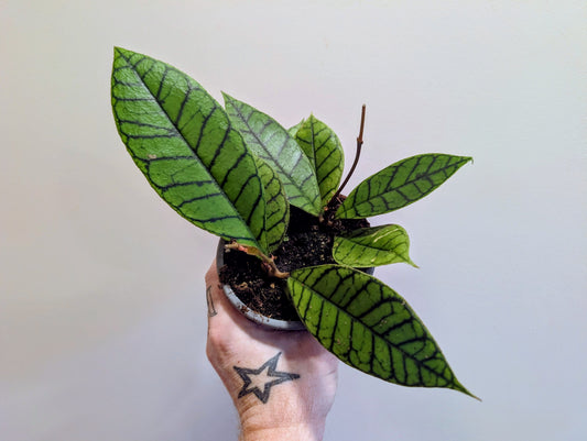 Hoya Callistophylla 12cm