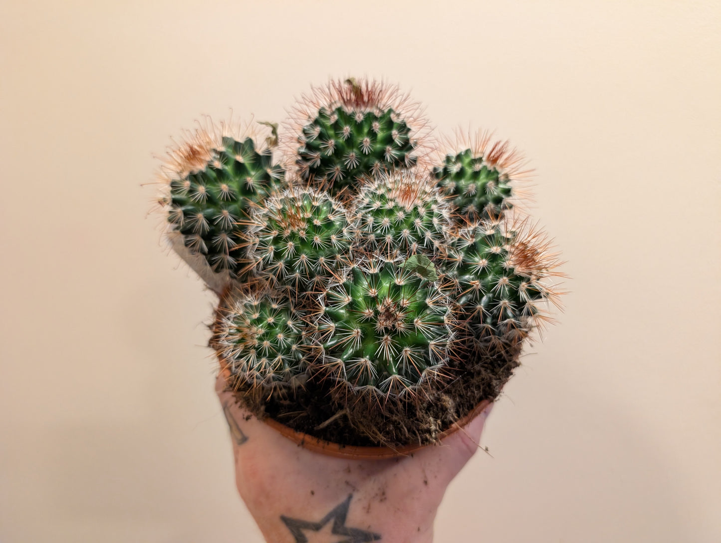 Cactus Mix 15cm (4 variations)