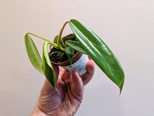 Philodendron Joepii 6cm