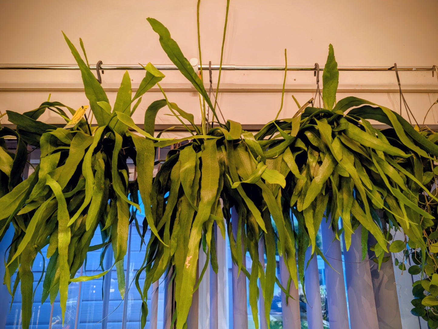 Epiphyllum Pumilum 15cm