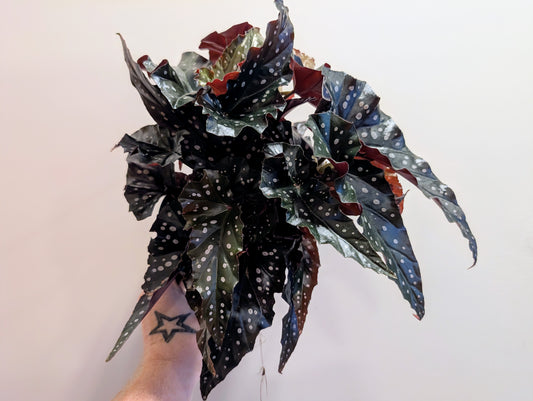 Begonia leaf maculata Black Forest 14cm