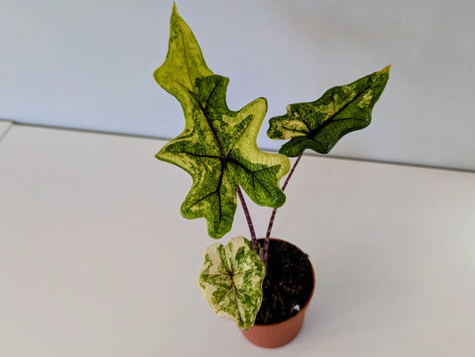 Alocasia Jacklyn Variegated 7cm