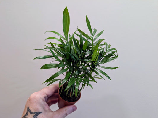 Chamaedorea elegans palm 5.5cm